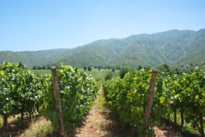Cachapoal